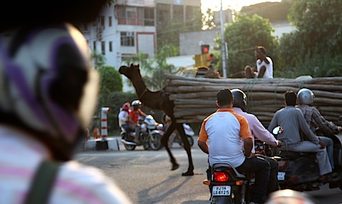 Camel in traffic