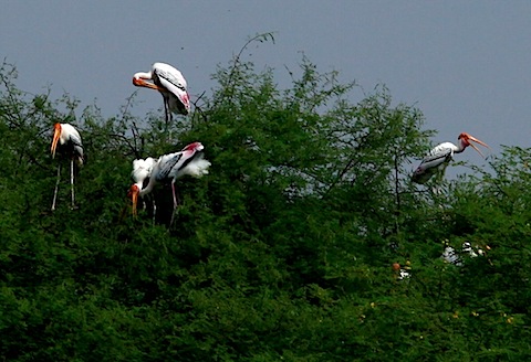 Painted Storks