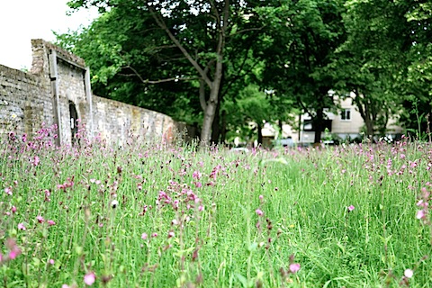 Wildflowers in Grimaldi Park