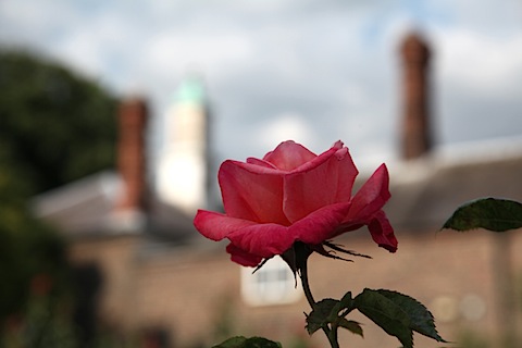 Roses in Holland Park