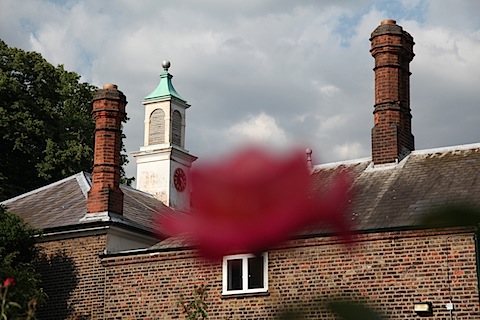 Roses in Holland Park