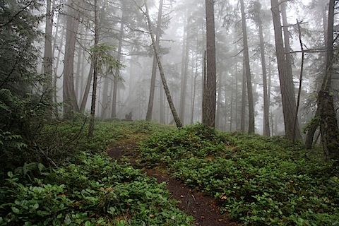 Fog in bluffs near Active Pass