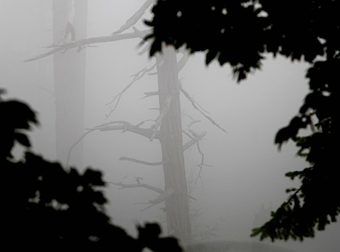 Fog in bluffs near Active Pass