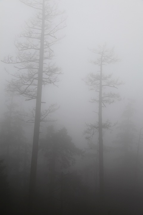 Fog in bluffs near Active Pass