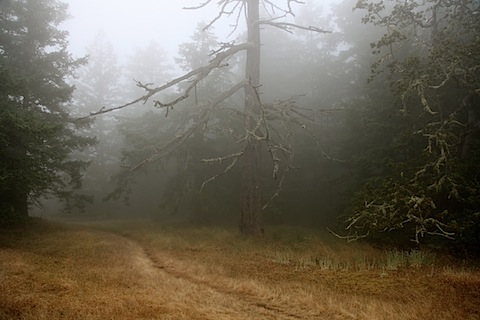 Fog in bluffs near Active Pass