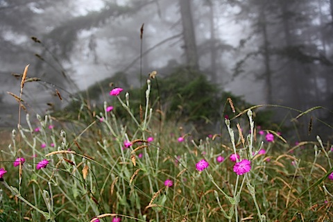 Flowers on Galianno Island