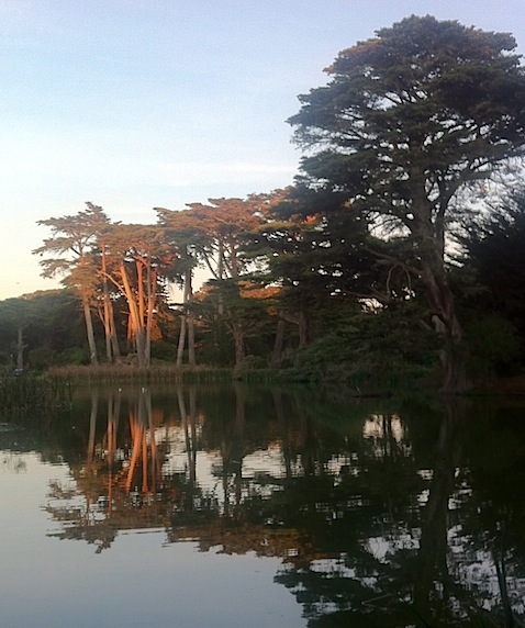 Trees in Golden Gate park