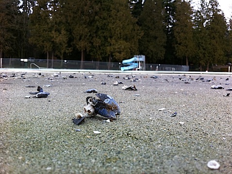 Shells in Stanley Park Pool