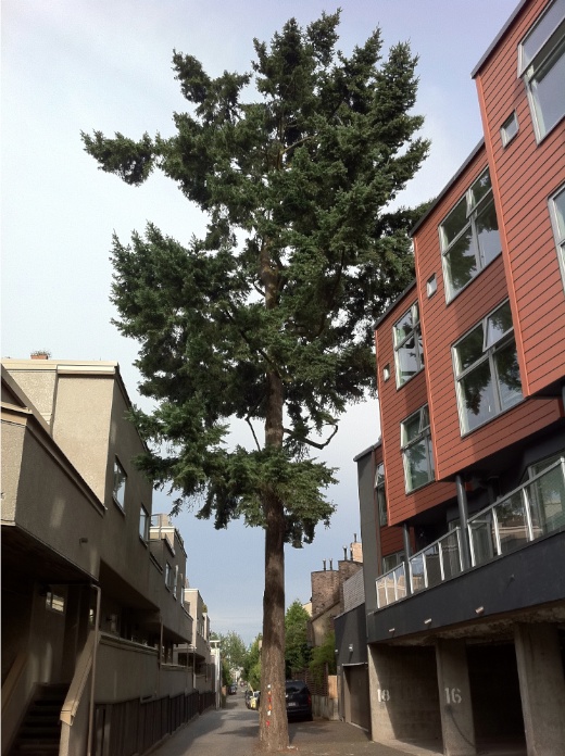 Fir tree in alley