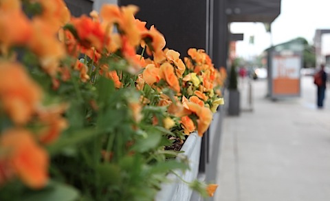 Flowers on Queen