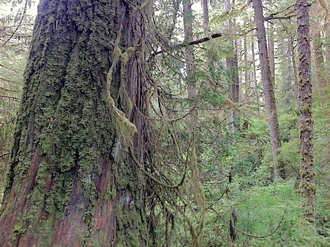 Rainforest Trail