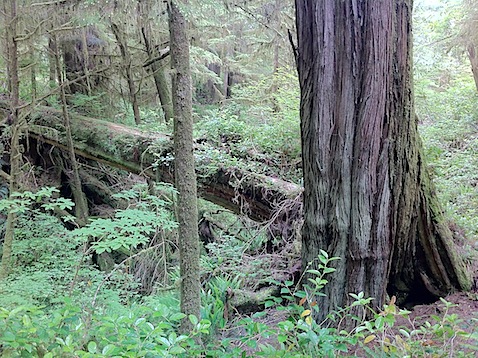 Rainforest Trail