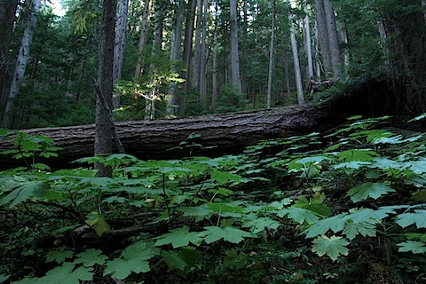 Leaves and Fallen Tree