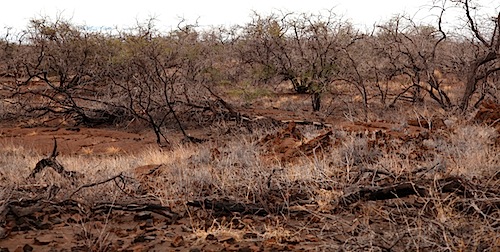 Arid Landscape