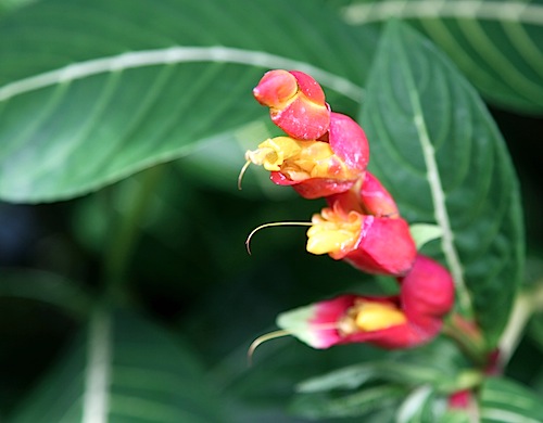 Flowers at Kolekole Beach Park