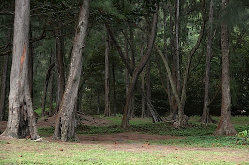 Trees near beach at Waipio