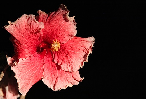 Night Hibiscus