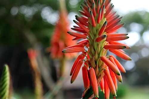 Flower at Cabin