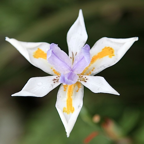 Flower at Cabin