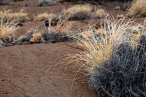 Arid Grass