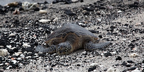 Turtle on Beach