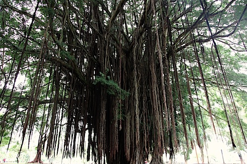 Tree at Liliuokalani Garden