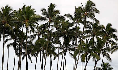 Palm Trees in Hilo