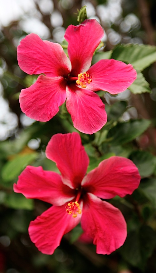 Hibiscus