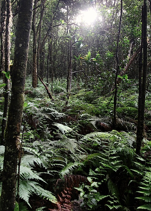 Kalopa Forest State Park