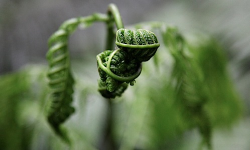 Fern in Kalopa State Park