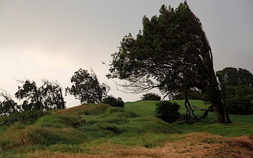 Windy Landscape