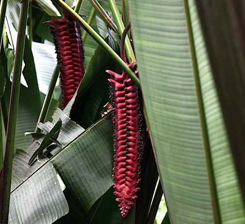 Flower at Akakaw Falls