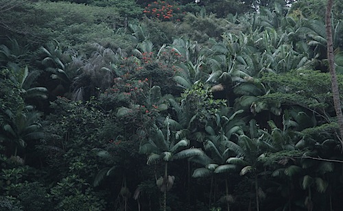 Lush forest at Kolekole Beach Park