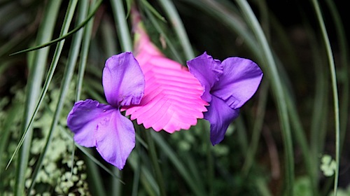 Pink Quill