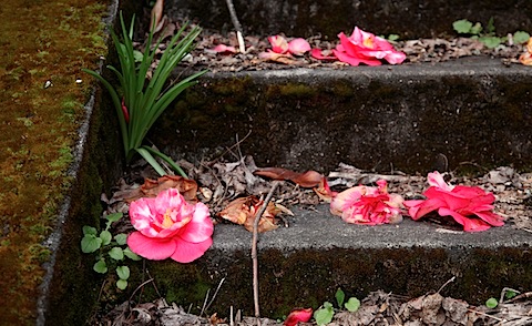 Fallen camellia blossom