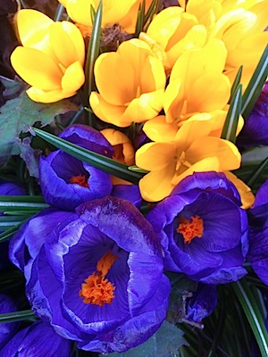 Original - Crocuses