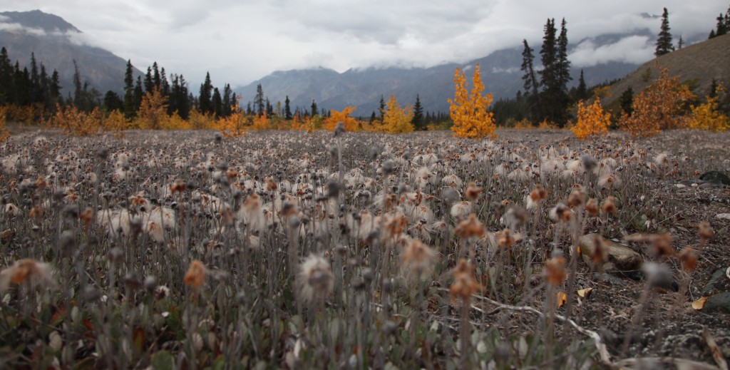 Colors of Kluane