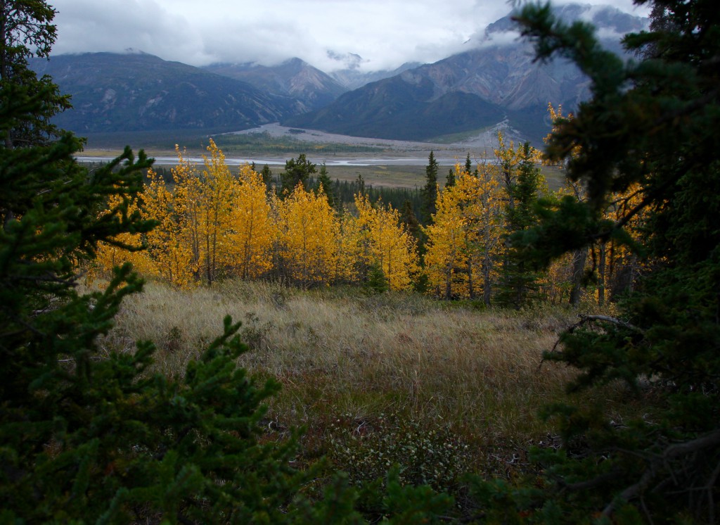 Aspen turning color