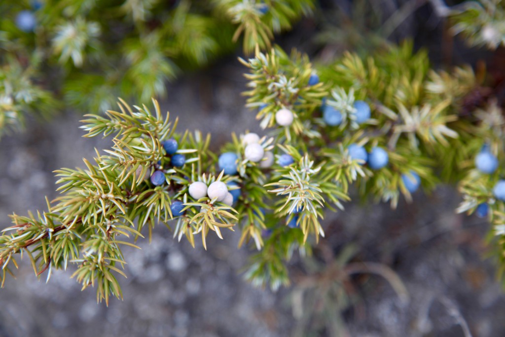 Berries