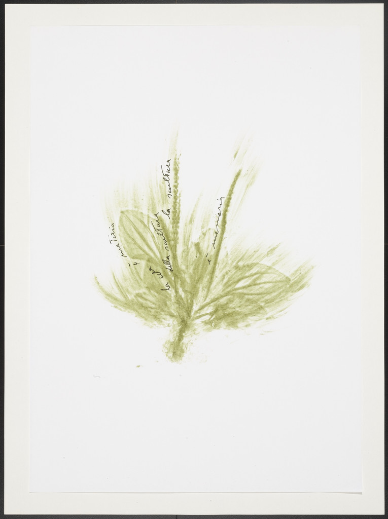 Untitled from Thirty-Three Herbs (Trentatre Erbe)