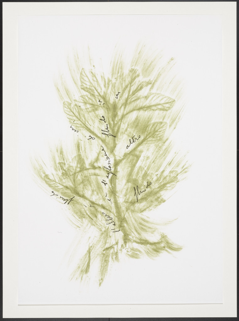 Untitled from Thirty-Three Herbs (Trentatre Erbe)