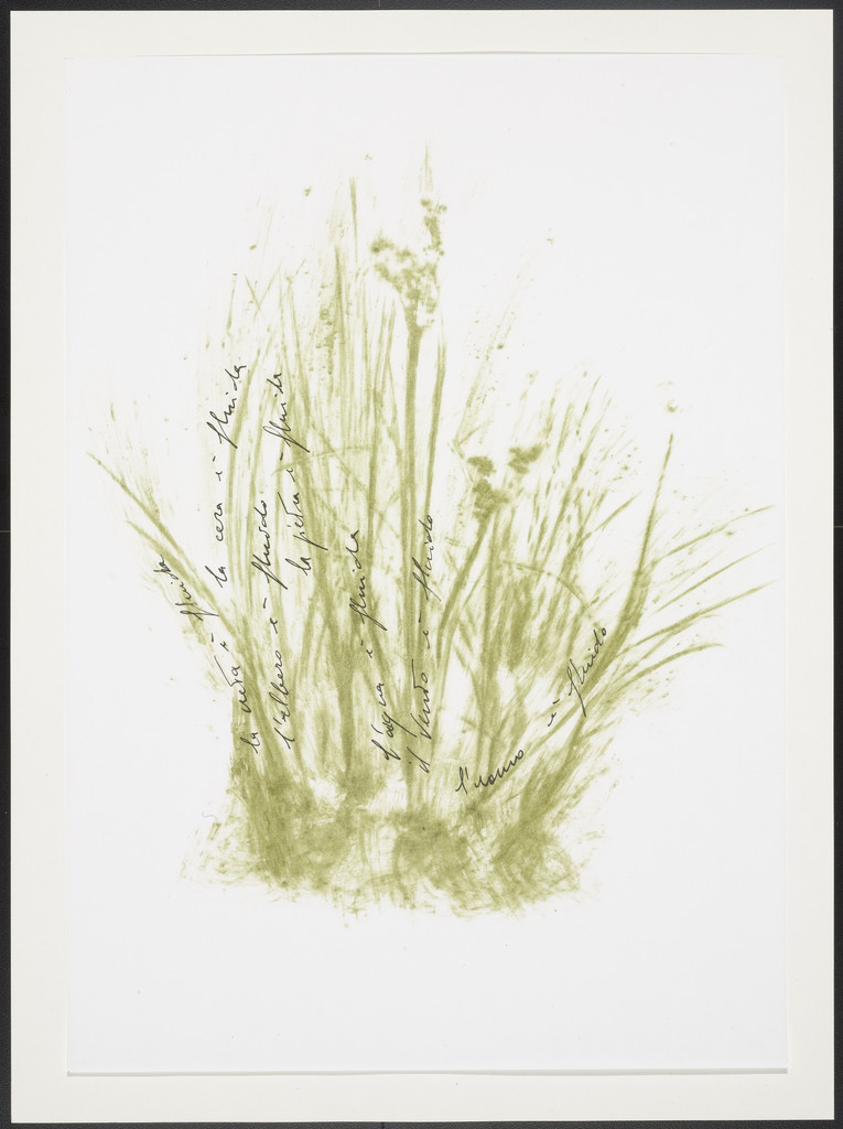 Untitled from Thirty-Three Herbs (Trentatre Erbe)
