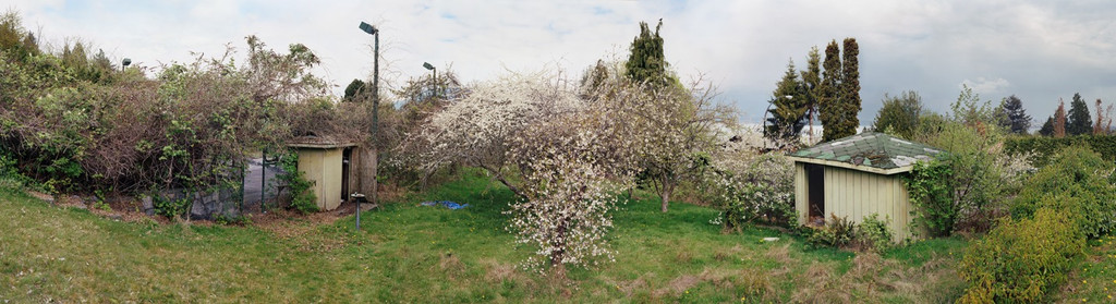 Orchard View, Early Spring; Rubus Discolour, Prunus Nigra, Prunus Serrulata