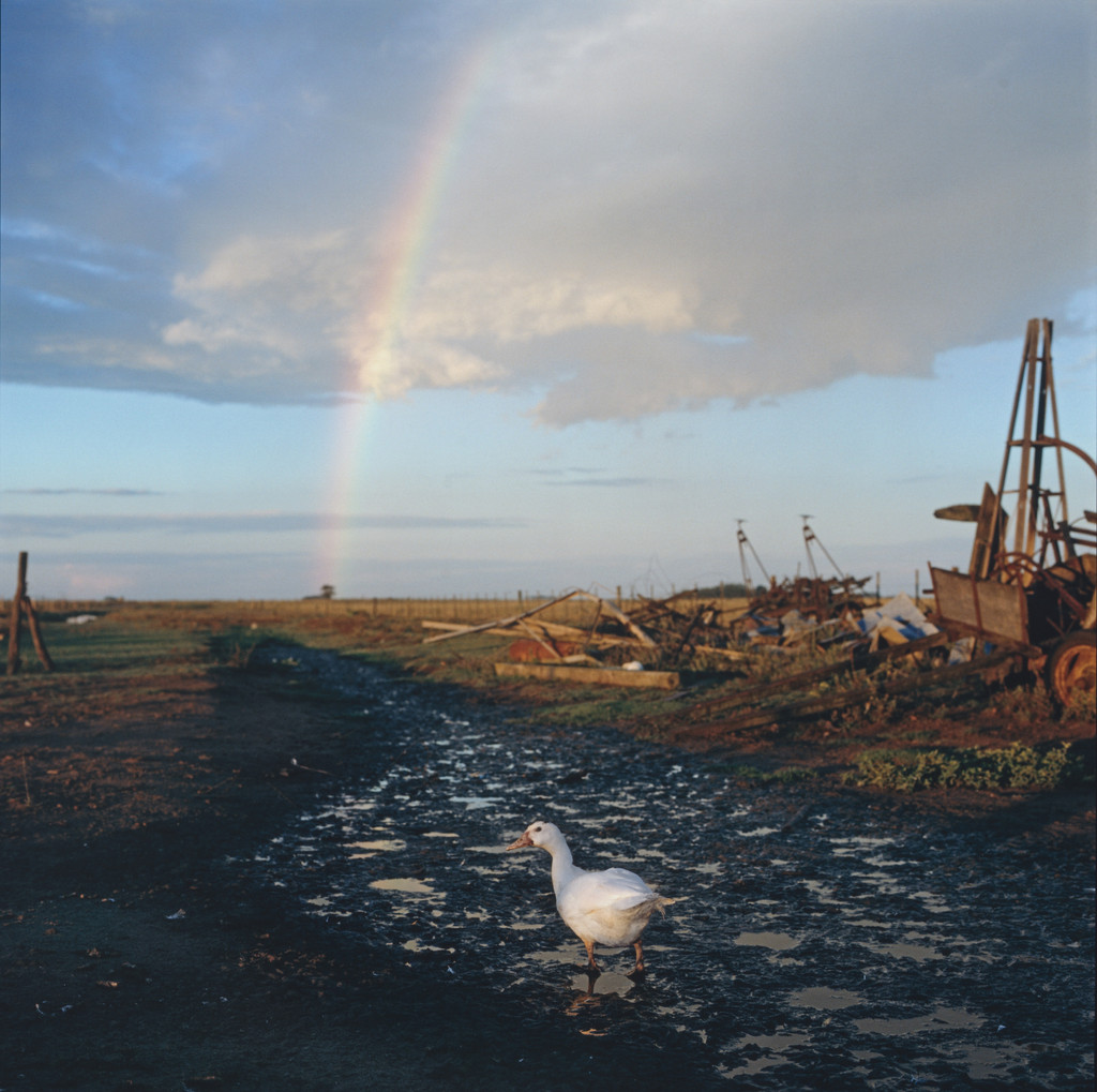 Untitled from the series On the Sixth Day