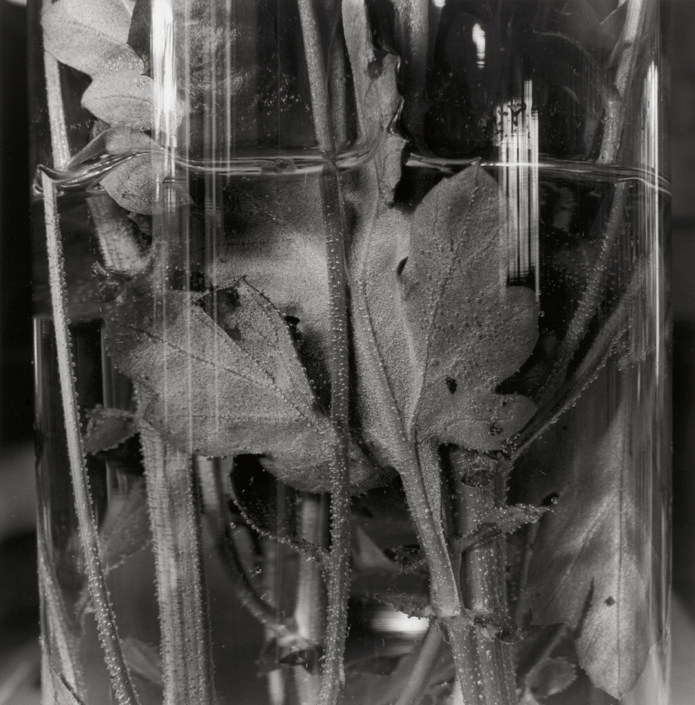 Stems