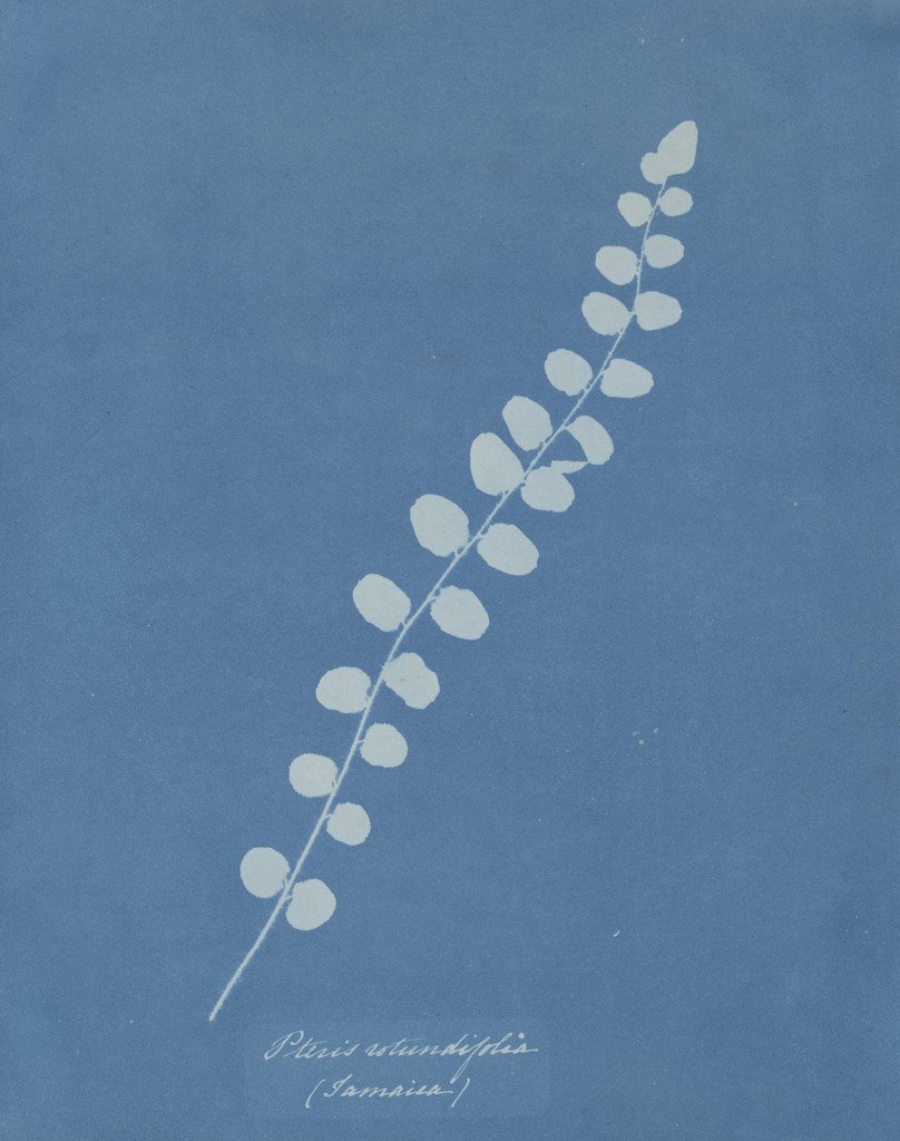 Pteris Rotundifolia (Jamaica) from the album Cyanotypes of British and Foreign Plants and Ferns