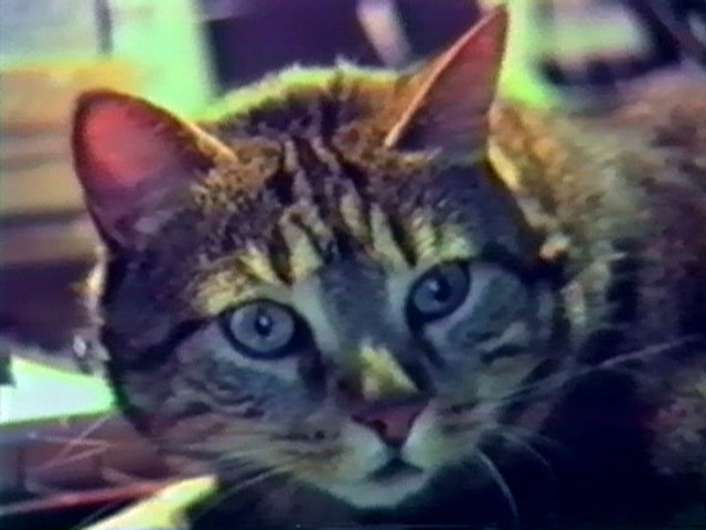 Chat écoutant la musique
