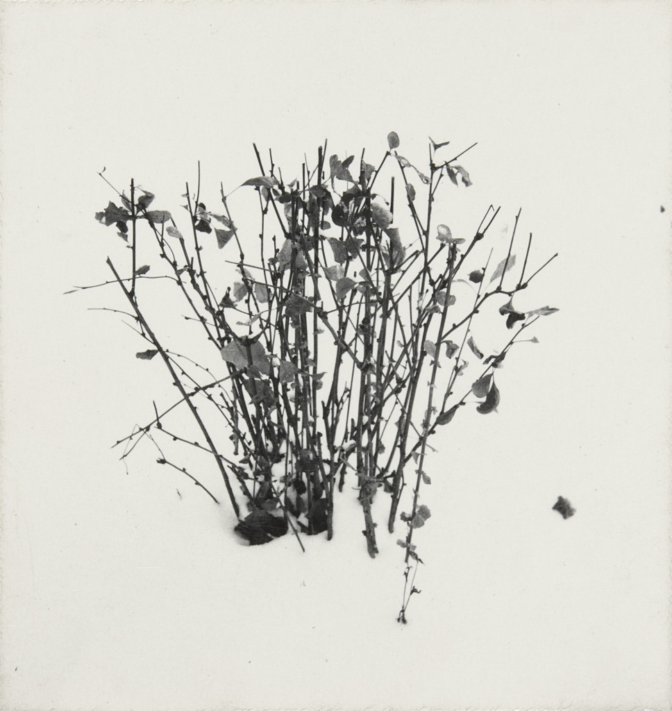 Weed Study