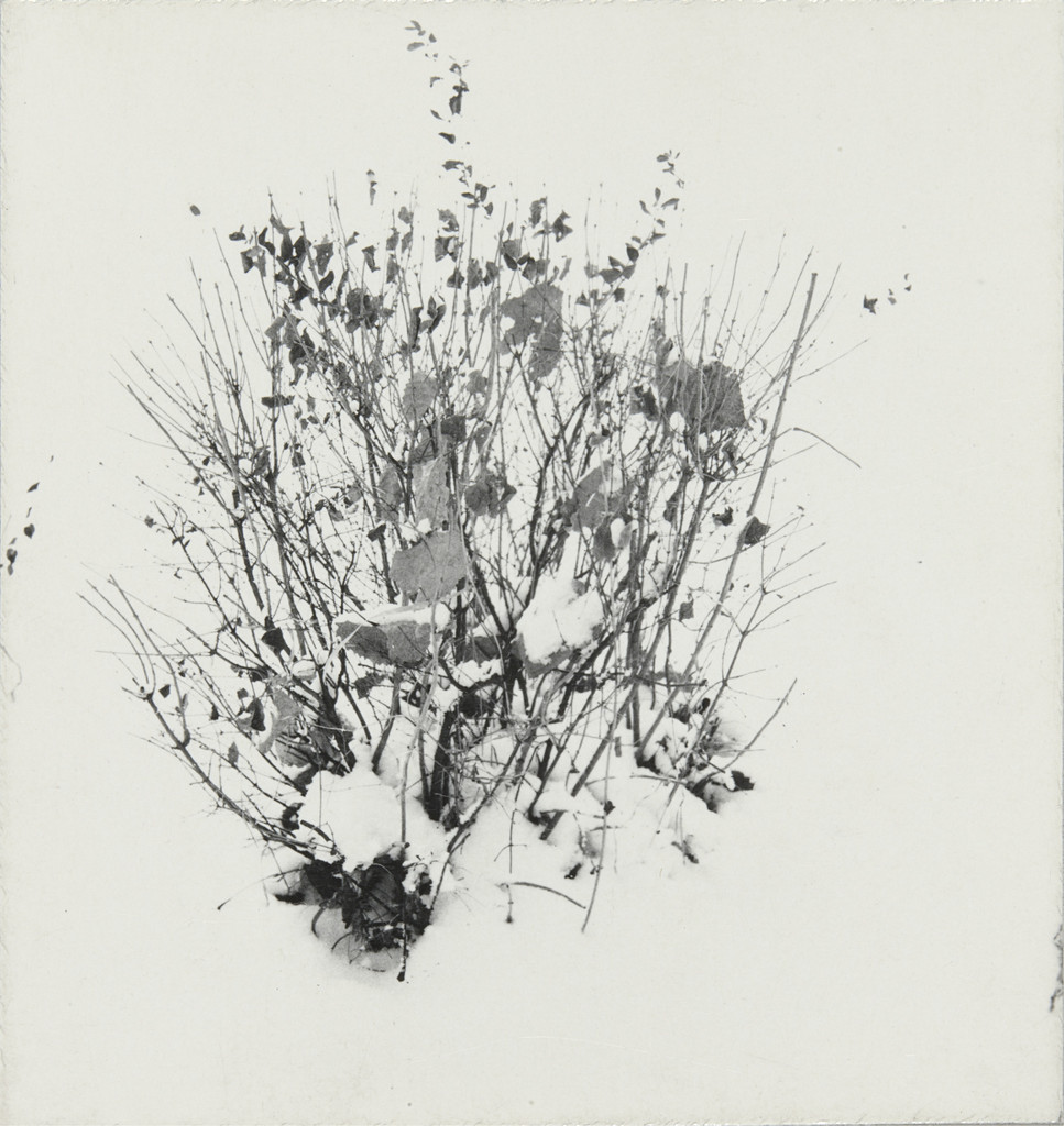 Weed Study