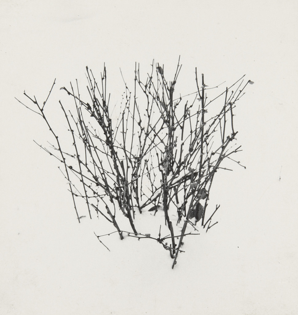 Weed Study